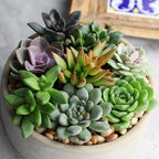 Colorful Deluxe Live Succulent Plants (6 Pack), Assorted Colors, No Duplicates, Varieties & Shapes, Easy Plant Care, 2 in Pots, Drought Tolerant, Live Houseplants, Real Houseplant Gifts, DIY