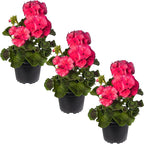 Live Flowering Zonal Geraniums - Salmon (3 Plants Per Pack) - Beautiful Spring Flowers - 12" Tall by 5" Wide in 1 Qt Pot