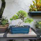 Bonsai Pots 11.6 Inch - Ceramic Succulent Pots with Drainage Hole, Rectangular Planter for Indoor Outdoor, Decorative Ceramic Flower Pot, Home Garden Room Decor, Plant Lover Gifts, Retro Blue