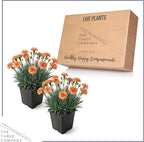 Live Dianthus 2-Pack – Orange Sparkler – Fragrant Spring Perennial, Deer Resistant, 10” Tall, 1 Qt Pot
