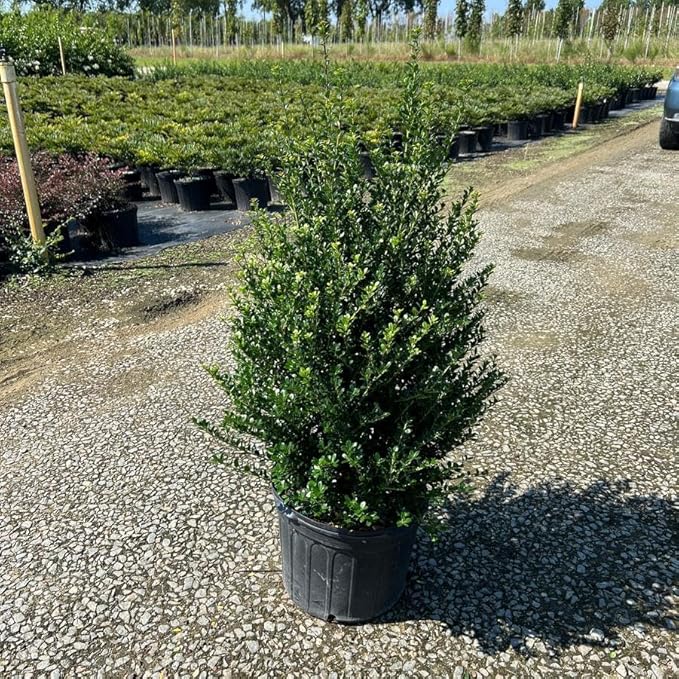 RedCrocus Steeds' Japanese Holly Ilex crenata Evergreen Shrub, Perfect for Hedges & Borders, Low Maintenance, Pet Safe, Container & Landscape Use 2' h 3 Gallon
