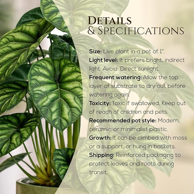 Alocasia Dragon Scale (4 Pack) Live Plant, Rare Indoor Alocasia, Elephant Ear Tropical Houseplant, Textured Foliage Plant, Starter Size Alocasia Plant,Houseplant for Home Decor and Indoor Growing