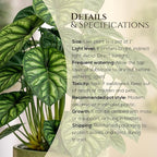 Alocasia Dragon Scale (4 Pack) Live Plant, Rare Indoor Alocasia, Elephant Ear Tropical Houseplant, Textured Foliage Plant, Starter Size Alocasia Plant,Houseplant for Home Decor and Indoor Growing