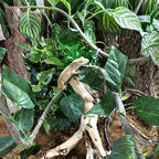 5Pcs Reptile Vines for Terrarium 13FT Flexible Jungle Climbing Vine Branch for Bearded Dragon Plastic Plants and Leaves Tank Accessories Decor for Gecko Lizard Snake Chameleon Hermit Crab Frog