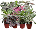 Calathea Assorted Collection (4-Pack) – Live Indoor Plants in 4″ Nursery Pots, Easy Care Tropical Houseplants, Pet Friendly Prayer Plants for Beginners