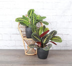 Thorsen's Greenhouse Prayer Plants Set of 2, Maranta leuconeura, Pet Safe, Low Light, Live Indoor Plants, 4" Diameter Plants, Classic Pots (Brushed Silver)