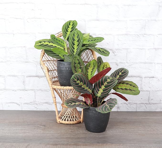 Thorsen's Greenhouse Prayer Plants Set of 2, Maranta leuconeura, Pet Safe, Low Light, Live Indoor Plants, 4" Diameter Plants, Classic Pots (Brushed Silver)