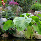 Chalily Green Taro, a Great Live Pond Plant for Your Water Garden. Great for koi and Goldfish Pond. Good for Bogs, Plant Shelf or Shallow Water This marginal Aquatic is a Real Beauty