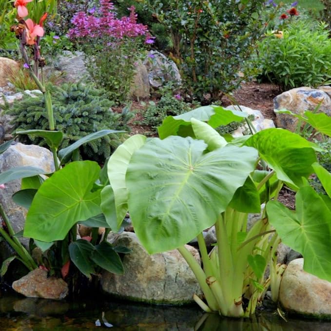 Chalily Green Taro, a Great Live Pond Plant for Your Water Garden. Great for koi and Goldfish Pond. Good for Bogs, Plant Shelf or Shallow Water This marginal Aquatic is a Real Beauty