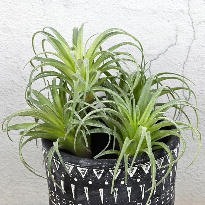 Fake Artificial Tillandsia Air Plants, 4pcs Flocked Green Faux Bromeliads for Home Decor Realistic Stems (Medium)