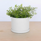Bloem Mathers 6" White Round Modern Resin Garden Planter Pot with Drainage Holes and Removable Saucer Tray Included
