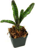 Neoregelia 'Tiger Cub' Bromeliad