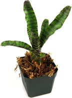 Neoregelia 'Tiger Cub' Bromeliad