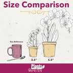 White Phalaenopsis Live Orchid Plant & White Orchid Pot, 20-24" Live Plant Gift, Fresh Orchids Plants Live House Plants, Live Plants Indoor Plants Live Houseplants Plant Lover Gift by Plants for Pets