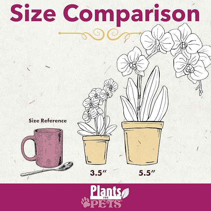 White Phalaenopsis Live Orchid Plant & White Orchid Pot, 20-24" Live Plant Gift, Fresh Orchids Plants Live House Plants, Live Plants Indoor Plants Live Houseplants Plant Lover Gift by Plants for Pets