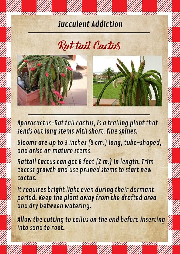 4" Rat Tail Cactus Rare Live Cactus Succulent Fully Rooted-Aporocactus Flagelliformis Live Plant. Easy to Grown Indoor/Outdoor.