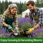 LUOJIBIE Lavender Seeds, 20000+ Seeds Bulk Pack, 2026 Lavender Seeds for Planting Outdoor, High Germination Non-GMO, Wildflower Seeds for Planting Indoor Outdoor, Open Pollinated
