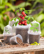 homenote Clear Nursery Pots for Plants,3 Inch Plant Pot for Planting with Humidity Domes Plastic Seedling with Drainage Holes Seed Starter Flower High Transparency (30 Pack)