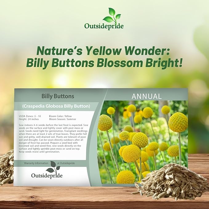 Outsidepride Billy Button Craspedia Globosa Seeds - 2000 Pcs Perennial, Hardy & Drought Tolerant, Flower Seeds for Planting w/Yellow Spherical Blooms, Ideal for Cut Flower & Pollinator Gardens