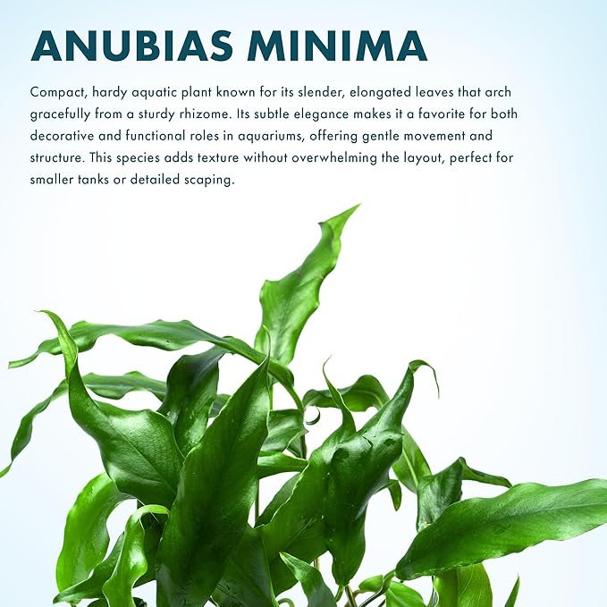 SubstrateSource Anubias Live Aquarium Plants - Potted Freshwater Plant for Fish Tanks, Terrariums - Beginner Friendly Low Light (Minima, Mother Plant)