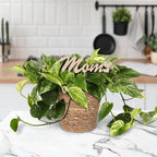 Green Circle Growers 5" Pothos in a Seagrass Pot with Mom Pick, Live Indoor Plant, House Plant