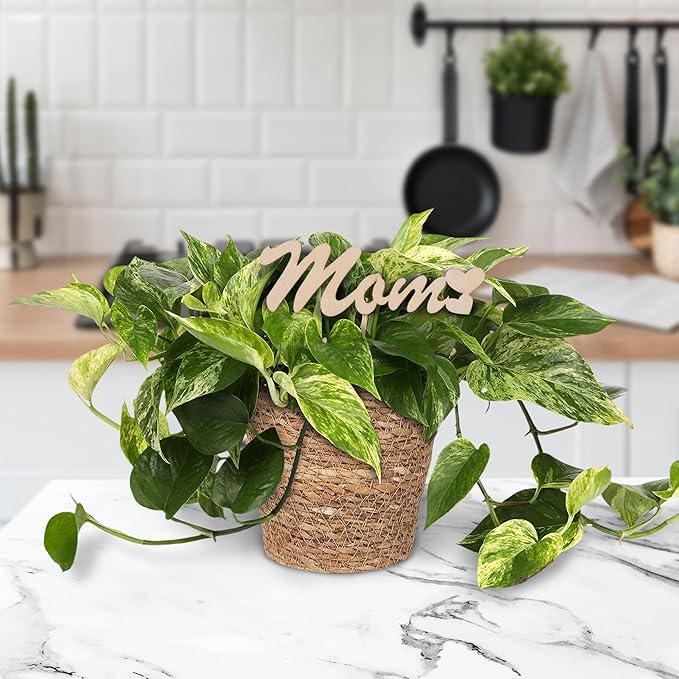 Green Circle Growers 5" Pothos in a Seagrass Pot with Mom Pick, Live Indoor Plant, House Plant