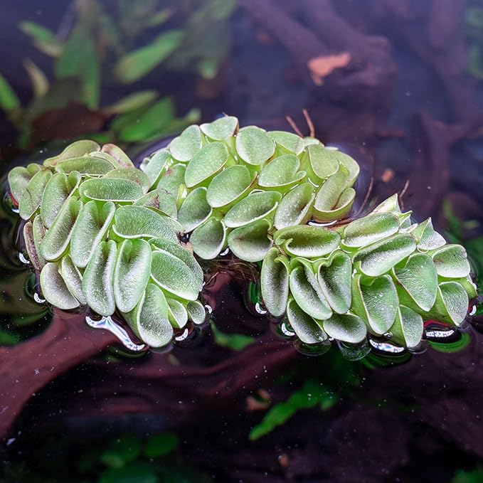 SubstrateSource Salvina Cucullata Fern Floating Live Aquarium Plant - Natural Freshwater Fish Tank Decorations and Aquatic Decor