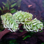SubstrateSource Salvina Cucullata Fern Floating Live Aquarium Plant - Natural Freshwater Fish Tank Decorations and Aquatic Decor
