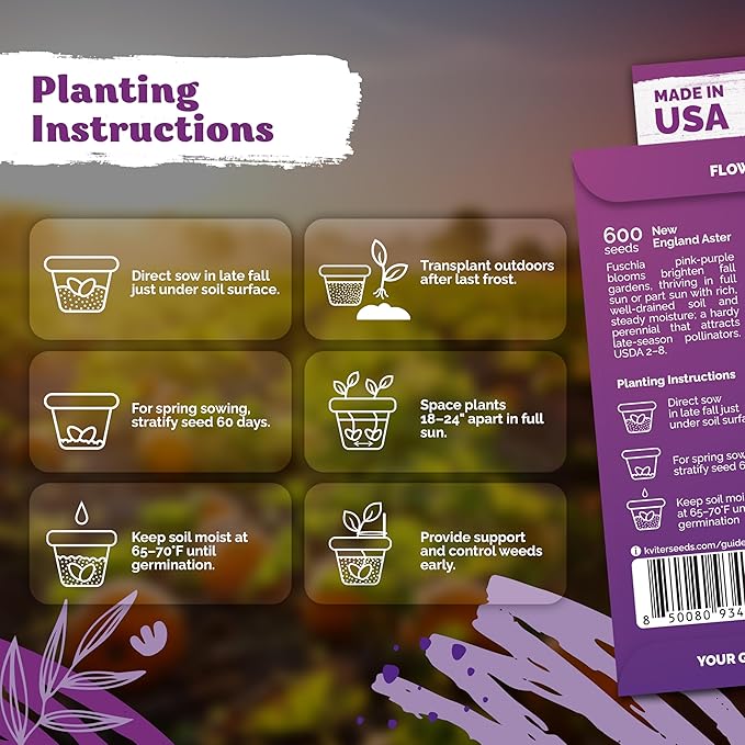 KVITER 600 New England Aster Seeds for Planting (Aster novae-angliae) – Purple Asters Plant Wildflower Seed Packets – Perennial Cut Flower Seeds, Purple Flower Garden, Flowers Beds, Containers