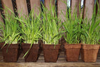 CP3-12 3-Inch CowPots, 12-Pack