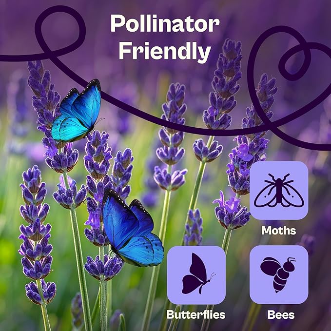 SVI 1500 English Lavender Seeds for Planting (Lavandula angustifolia) – Fragrant Perennial Lavender Flowers – Heirloom Herb Seeds for Borders, Herb Garden & Containers, Wildflower Meadows