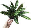 Calathea Lancifolia 'Rattlesnake' in 4" Pot - Calathea Live Plant - Rattlesnake Live Plant - Best Air Purifying Plant - CA Seller