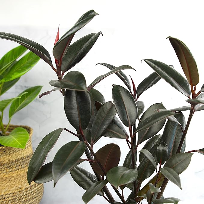 Burgundy Rubber Tree Houseplant Decor in 6" White Pot, Live Ficus, Easy Care, Variegated Ficus Elastica, Popular Live Botanical, Real Plants, Air Purifying Office & Desk Decor by Plants for Pets