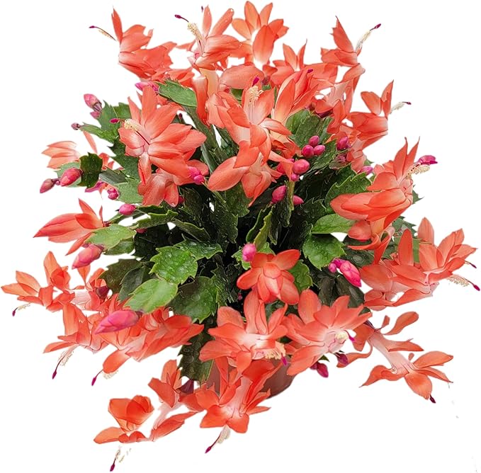 Thanksgiving Cactus, Live Indoor Plant, Flowering Houseplant, Orange Seasonal Blooms, 4-Inch Pot, Pet Safe Holiday Decor, Free Heat Pack