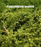 Live Moss – Plagiomnium Moss (3 Sheets, Each Approx. 3.5"x7") for Terrariums, Moss Balls, Bonsai & Natural Plant Decor – Naturally Grown, Reusable, Not Artificial