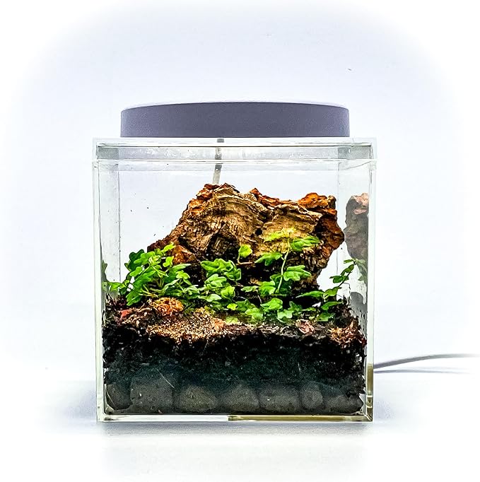 Generic Tiny Terrarium Kit for Springtails (4x4 inch) - BioActive Enclosure, Live Tropical Plants, LED Grow Light, Soil & Drainage, White