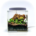 Generic Tiny Terrarium Kit with Isopods (6x6 inch) - DIY Starter Kit, BioActive Enclosure, Live Tropical Plants, LED Grow Light, Soil & Drainage, White