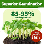 HOME GROWN 70 Variety Vegetable & Herb Seeds 32,000+ USA Non-GMO Heirloom Survival Seeds Garden Kit for Spring, Fall, Winter Indoor & Outdoor Planting Starter Set for Home Gardeners & Preppers