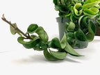 Hoya Compacta aka Hoya Hindu Rope Available in 4 inch Pot with One Plant - Air Purifying Plant - Hoya Plants Live Houseplants - Very Short Right Now