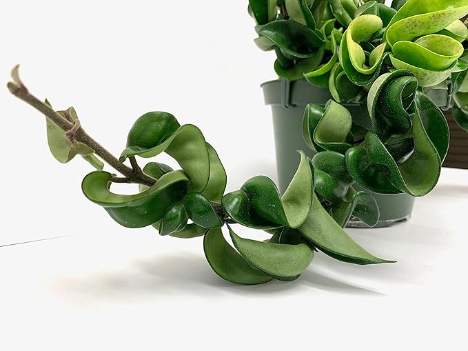 Hoya Compacta aka Hoya Hindu Rope Available in 4 inch Pot with One Plant - Air Purifying Plant - Hoya Plants Live Houseplants - Very Short Right Now