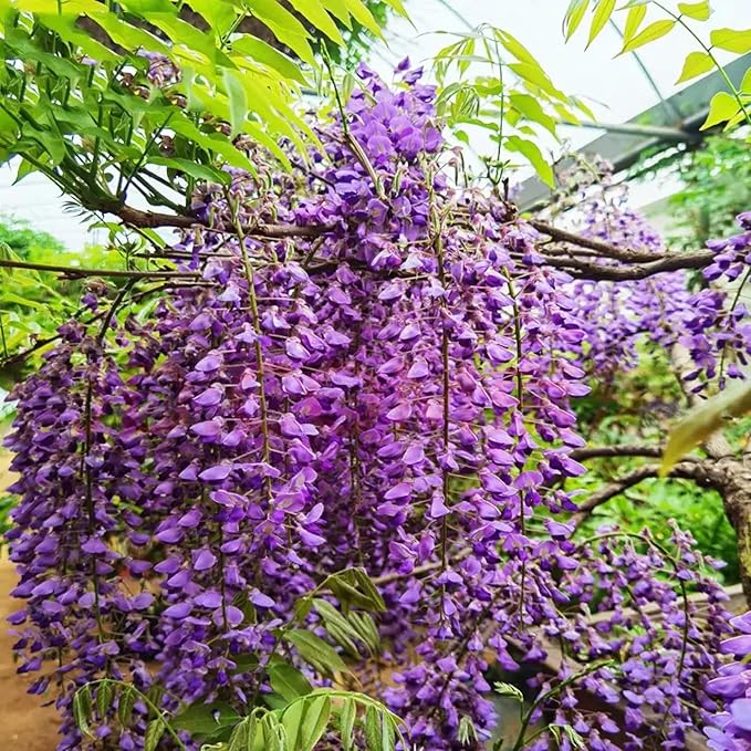 20+ Japanese Wisteria Purple Ornamental Vine Climber Seeds for Planting Home Garden Indoors or Outdoors