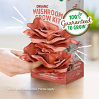 Back to the Roots Organic Pink Mushroom Grow Kit, Harvest Gourmet Mushrooms In 10 Days