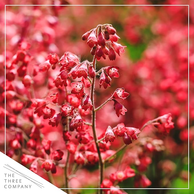 Live Heuchera (Coral Bells) - Shades of Green - Beautiful Shade Perennial - Healthy Spring Plant - 12" Tall by 6" Wide in 2.5 Qt Pot