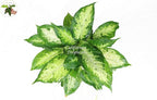 Dieffenbachia Compacta from California Tropicals, Elegance in a Petite Package with Patterned Leaves for Your Indoor and Outdoor Space - 6 Inches, A Must-Have Feature Plant