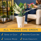 Costa Farms Trending Tropicals Aglaonema Live Indoor Plant, Self Watering Décor Plant Pot, 1 Foot Tall