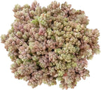 Sedum Minor Corsican Stonecrop - Live Succulent Plant, 2 Inch Plastic Pot, Tiny Blue Green Leaves, Easy to Care, Cold Hardy, Pet Friendly Outdoor Plant for Home Office Decoration