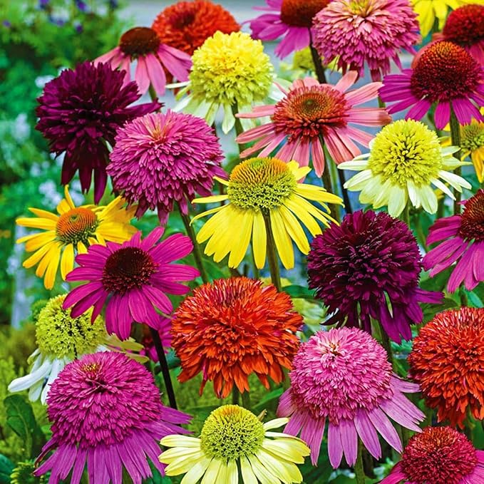 500+ Mix Double Echinacea Seeds - Double Coneflower Seeds Echinacea Flower Perennial Bloom Flowers Rare Plant