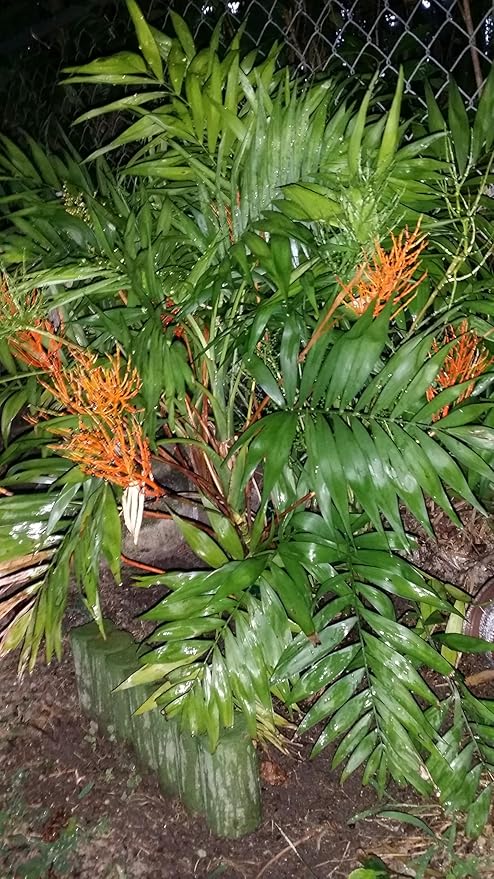 Chamaedorea elegans (Parlor Palm) – Live Indoor Palm Tree | Easy-Care Houseplant | Air-Purifying Tropical Plant (No Pot) (1, Large)