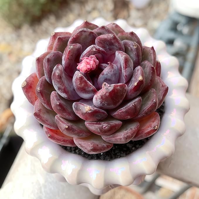 FWPP Succulents Plants Live Blueberry Succulent Plant, Bare Root Without Pot, Live Real Succulent for Indoor & Outdoor, Mini Succulent Plant, Natural Succulent Plants for House, Office and Garden