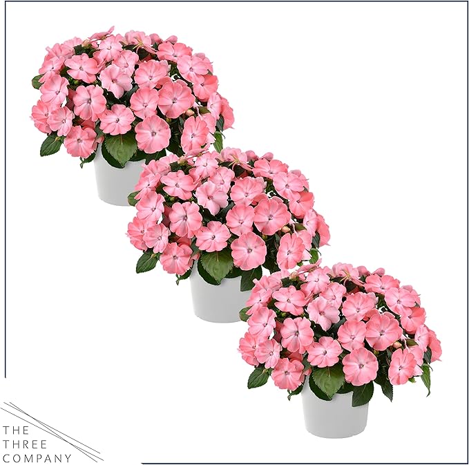 Live Flowering New Guinea Impatiens - Salmon (3 Plants Per Pack), Beautiful Shade Flowers, 12" Tall by 5" Wide in 1 Qt Pot